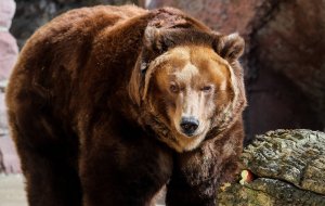 Опрос: почти две трети респондентов назвали медведя наиболее подходящим символом России