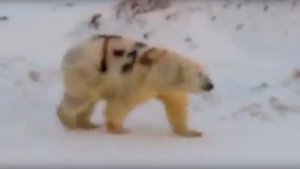Ученые на Чукотке выясняют, кто написал "Т-34" на белом медведе