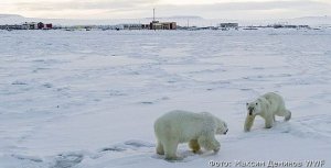 В осаде. Из-за 56 белых медведей в Рыркайпии отменили все культурные мероприятия