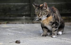 Кошачий паразит сделал мышей бесстрашными