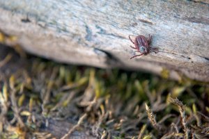 Россиян предупредили о появлении "зимних" клещей