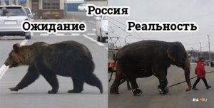 В Екатеринбурге из цирка сбежали слоны: они гуляли по городу и купались в снегу