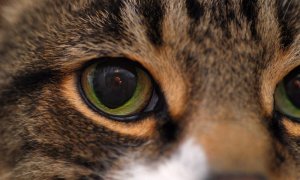 За погибших котов Аэрофлот заплатит, как за багаж – 1800 рублей за килограмм, – Зотов