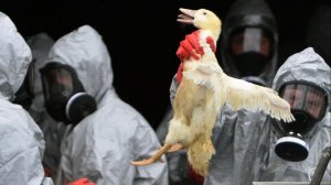 В китайской провинции Хунань зарегистрировали вспышку птичьего гриппа