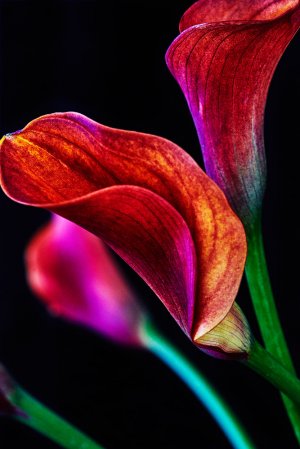 Фэшн-фотограф из США привезла в Нижний Тагил 30 работ о цветах и моделях