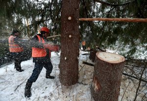 Российские ученые исследуют историю ядерных испытаний по годичным кольцам деревьев