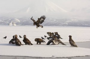 Зимняя Камчатка: купание в горячих источниках, бои орланов и созерцание бескрайних просторов