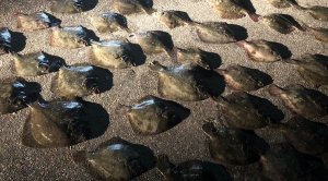 В Азовском море задержали украинское судно, пытавшееся скрыться с незаконным уловом