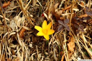 В горах Ялты зацвели первые крокусы