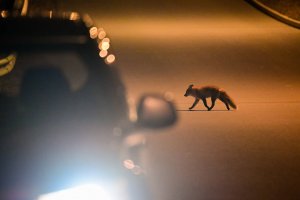 Животные на дорогах: как предотвращают ДТП с дикими "пешеходами"
