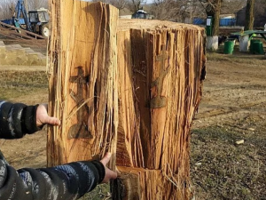 Удивительный крест внутри дерева нашли в Ставропольском крае