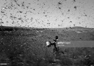 На востоке Африки крупнейшее за 25 лет нашествие саранчи