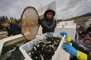 В Саратовской области побит рекорд вылова рыбы за 28 лет