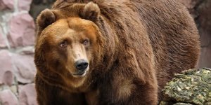 Сегодня в Москве день сурка, точнее — День Медведя