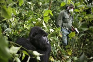 Учёные предупредили о смертельной опасности коронавируса для горилл