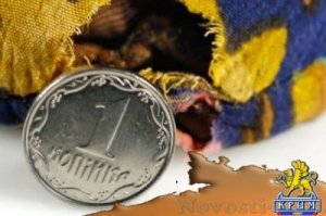 Запад жестко предупредил Украину на случай объявления дефолта
