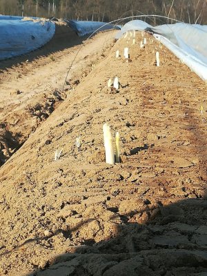 В Германии фермеры ищут волонтеров, чтобы убрать урожай спаржи (мигранты, которые занимались этим раньше - уехали)