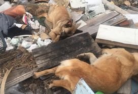 Собаки, которых монастырь под Тулой якобы пристроил "в хорошие руки", найдены застреленными на деревенской помойке