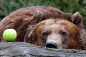 Как российские зоопарки помогают животным не скучать по людям