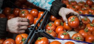 Плодоовощной союз попросил Минсельхоз запретить импорт помидоров на два месяца