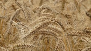 Grain Central (Австралия) Турция стала основным мировым импортёром пшеницы