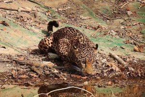 Коронавирус вернул ягуаров в джунгли Гватемалы
