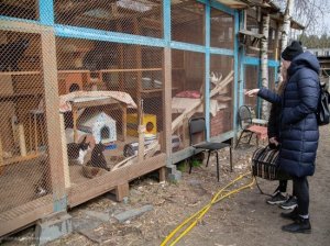 В Петрозаводске появилась возможность взять шефство над животным в приюте