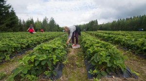 Украинские работники больше не смогут попасть в Финляндию на сезонные работы – из полутора тысяч прибыло только 200. Так как Украина запретила своим гражданам выезд на работу за границу