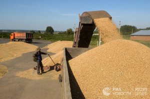 Bloomberg (США): Россия ограничила продажу пшеницы