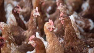 8 продуктов питания, которые уничтожаются в США из-за пандемии коронавируса