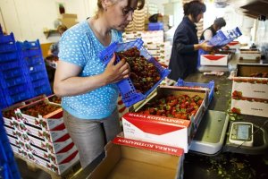 СМИ: украинские сезонные работники все же смогут приехать в Финляндию на определенных условиях.