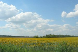 На Украине рассказали, как житница СССР превращается в пустыню