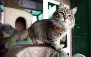 Специально для кошек написали антистрессовую музыку. Она успокоила животных у ветеринара