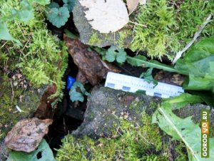 В Санкт-Петербурге старшекласснику предъявлено обвинение в покушении на сбыт наркотиков