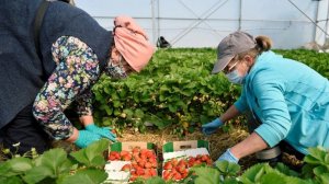 Страны Евросоюза встали в очередь за дешевыми украинцами