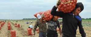 Сельское хозяйство России испытало необходимость в трудовых мигрантах