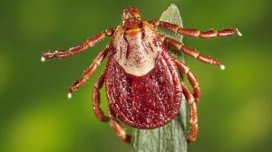 Как начинали изучать клещевой энцефалит в СССР и что будет если укусит клещ