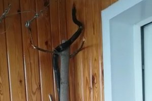В Екатеринбурге из квартиры на 12-м этаже сбежала двухметровая змея по кличке Игорь