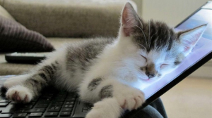 Путин поручил поддержать IT-отрасль госзаказами и налоговым маневром