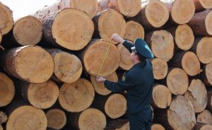 Вывоз леса из России станет полностью прозрачным для таможенного контроля