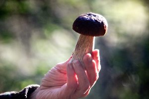 Почему детям до 14 лет опасно есть грибы