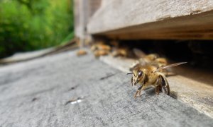 Отравленный нектар: в нескольких регионах РФ массово гибнут пчелы