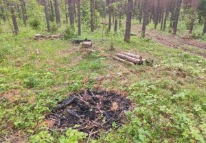 Кировские общественники призвали министерство лесного хозяйства проверить законность вырубок в Бобинском лесу
