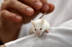 Биологи из Новосибирска вывели мышей для испытания вакцин от коронавируса