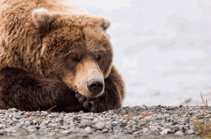 Человека можно погрузить в такую же спячку, как у медведей