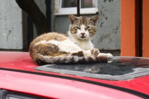 В Калининграде мужчина сбросил мусор на машину, по которой кошки забирались к нему на балкон