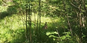 В Серебряном бору появился краснокнижный заяц-русак