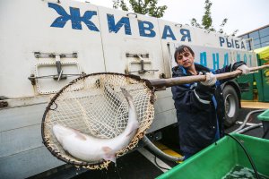 Как выбрать живую рыбу в магазине