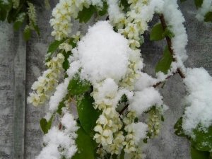 Первые морозы ожидаются в нескольких российских регионах