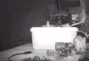 Мышь каждую ночь делает уборку в сарае фермера